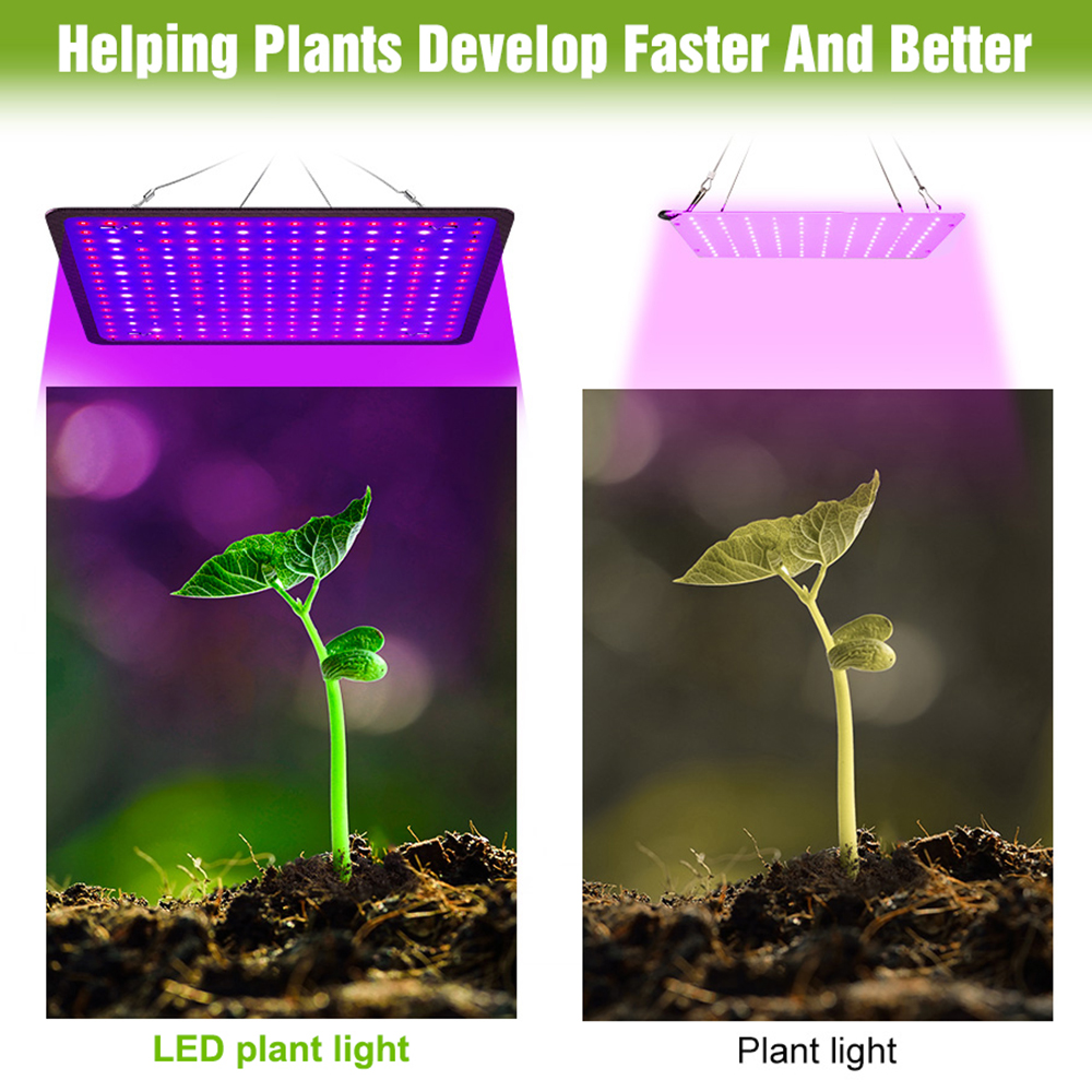 400W LED Grow Light Full Spect - Echeveria Succulent avis et prix