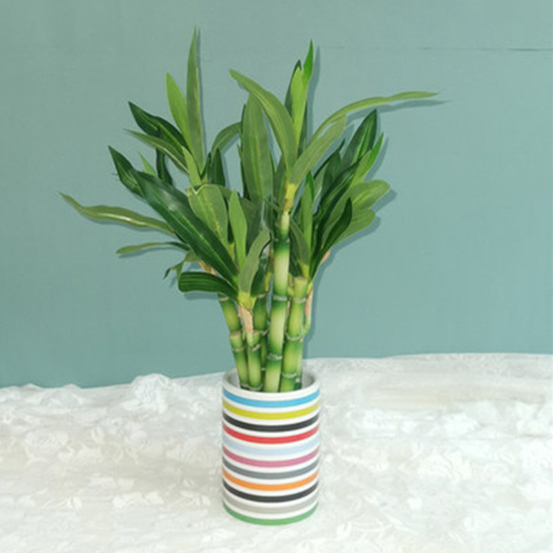 New 40cm rFtificial Lucky Bamb - Echeveria Succulent avis et prix