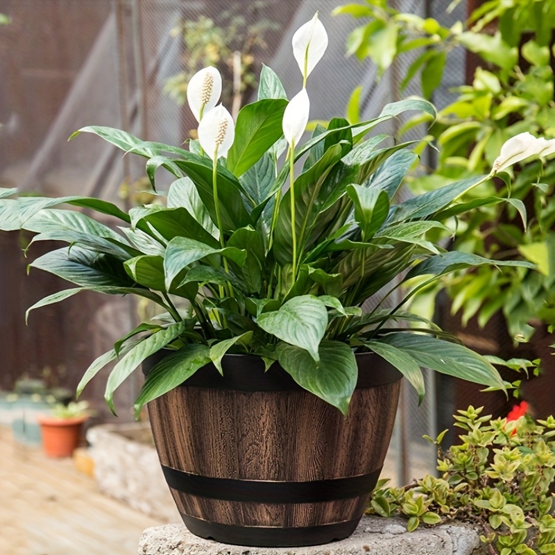 Durable Plastic Round Elegant  - Aloe Vera Pot avis et prix