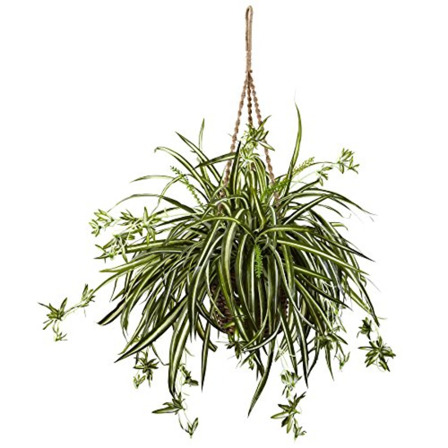 Spider Plant Hanging Basket fo - Spider Plant Hanging avis et prix