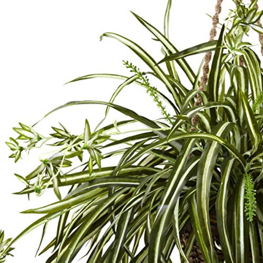 Spider Plant Hanging Basket fo - Spider Plant Hanging avis et prix