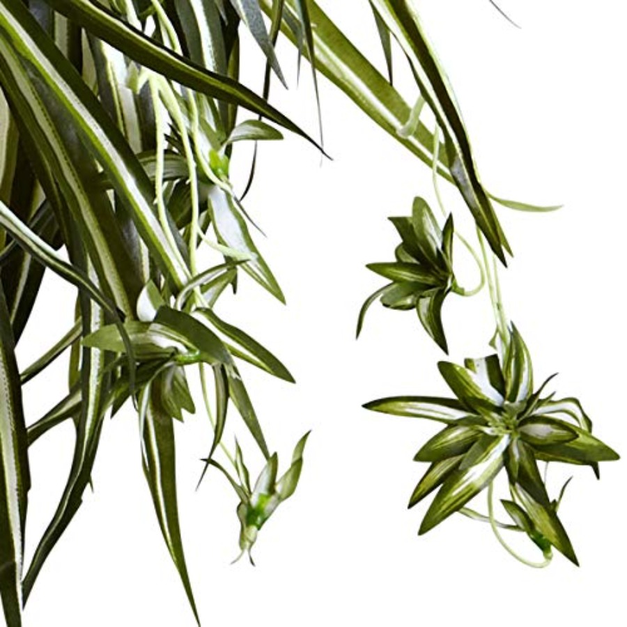 Spider Plant Hanging Basket fo - Spider Plant Hanging avis et prix