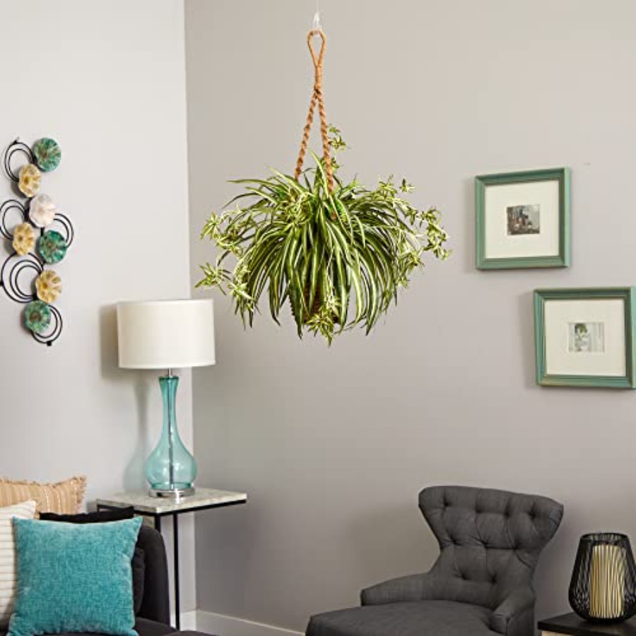 Spider Plant Hanging Basket fo - Spider Plant Hanging avis et prix