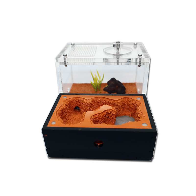 Yellow Soil Ant Farm with Exte - Begonia Rex avis et prix