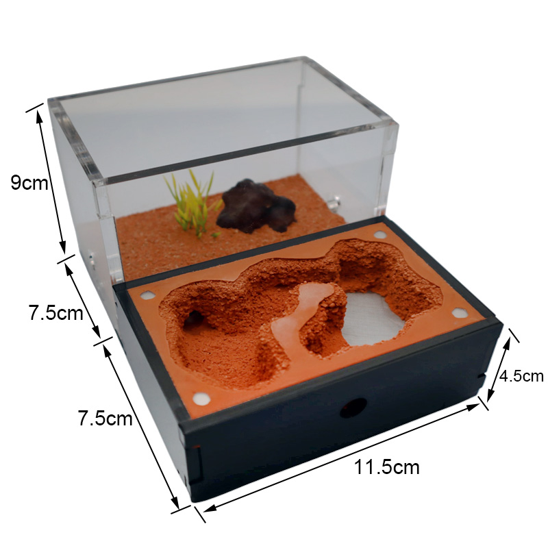 Yellow Soil Ant Farm with Exte - Begonia Rex avis et prix
