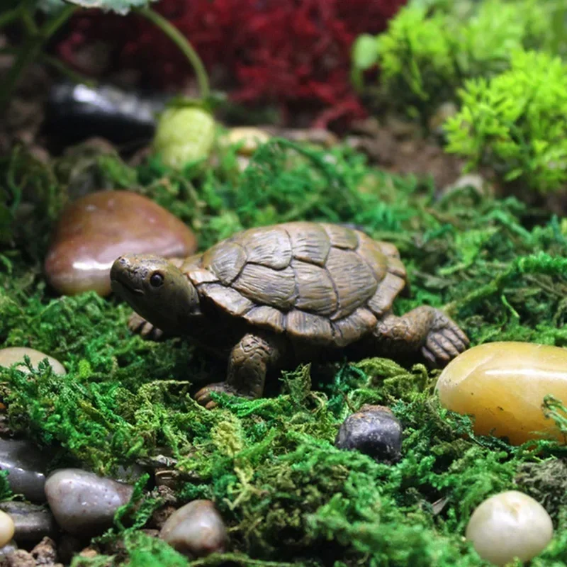 Simulation of Small Turtle Res - Echeveria Succulent avis et prix
