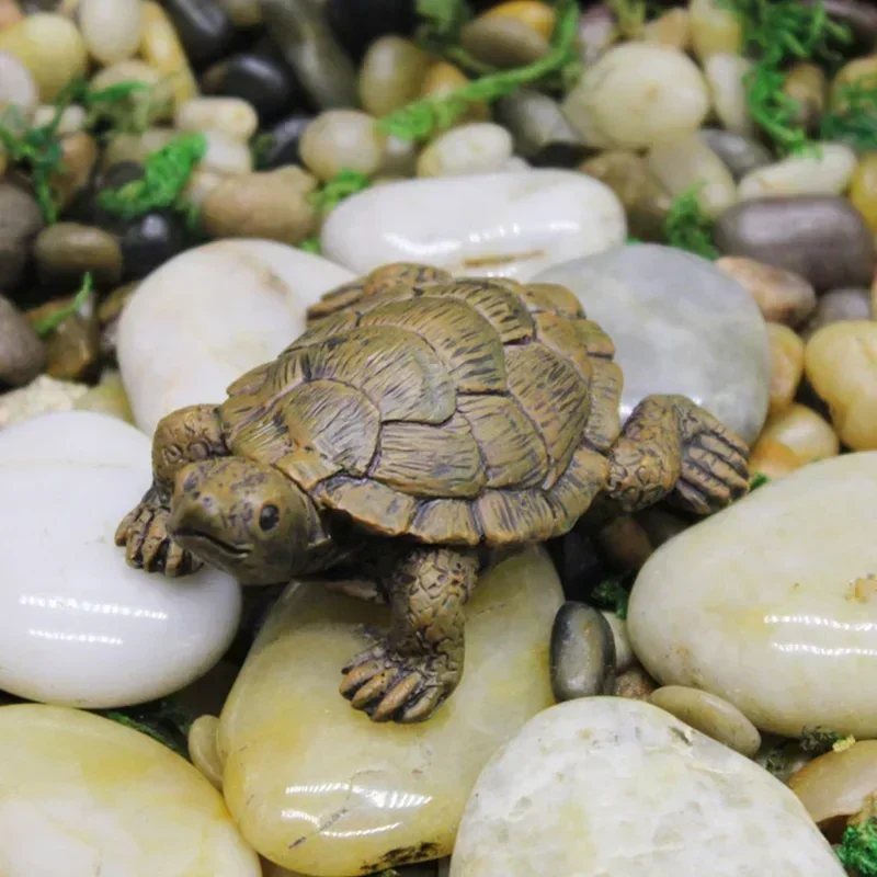 Simulation of Small Turtle Res - Echeveria Succulent avis et prix