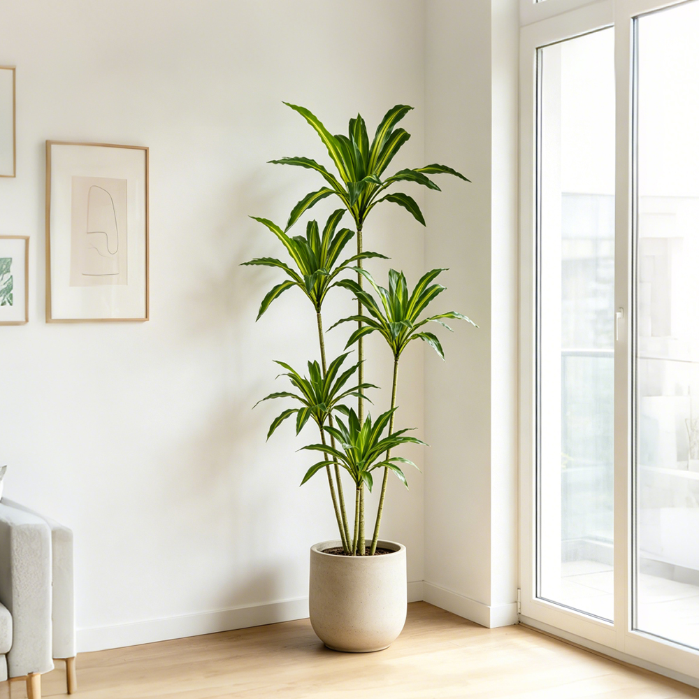 80-165cm Large Artifcial Draca - Dracaena Marginata avis et prix