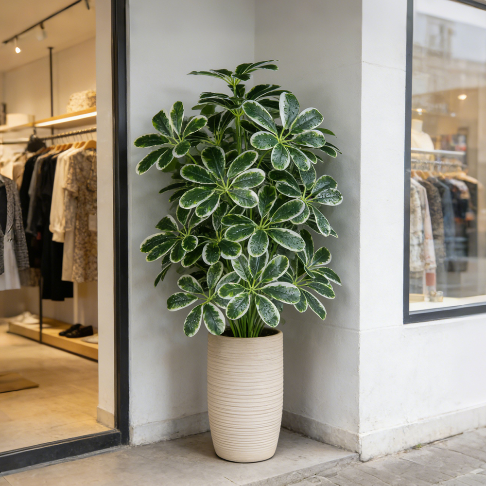 50-75cm Artifficial Maranta Pl - Dracaena Marginata avis et prix