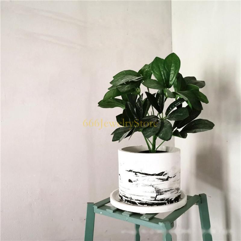 F2TD Large Round Concrete Flow - Echeveria Succulent avis et prix