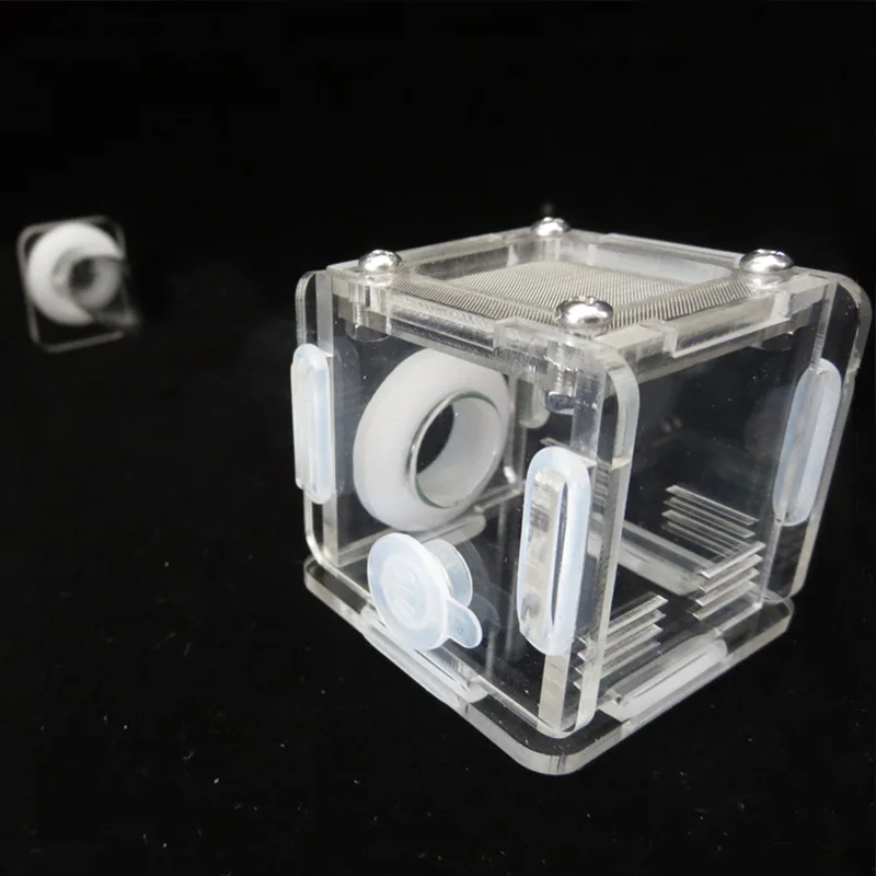 DIY Various Size Ant Farm Bamb - Begonia Rex avis et prix