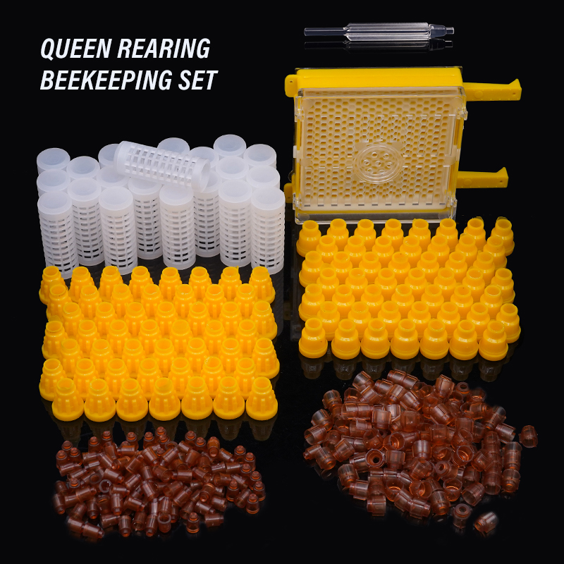 Germany Jenter Queen Rearing K - Begonia Rex avis et prix