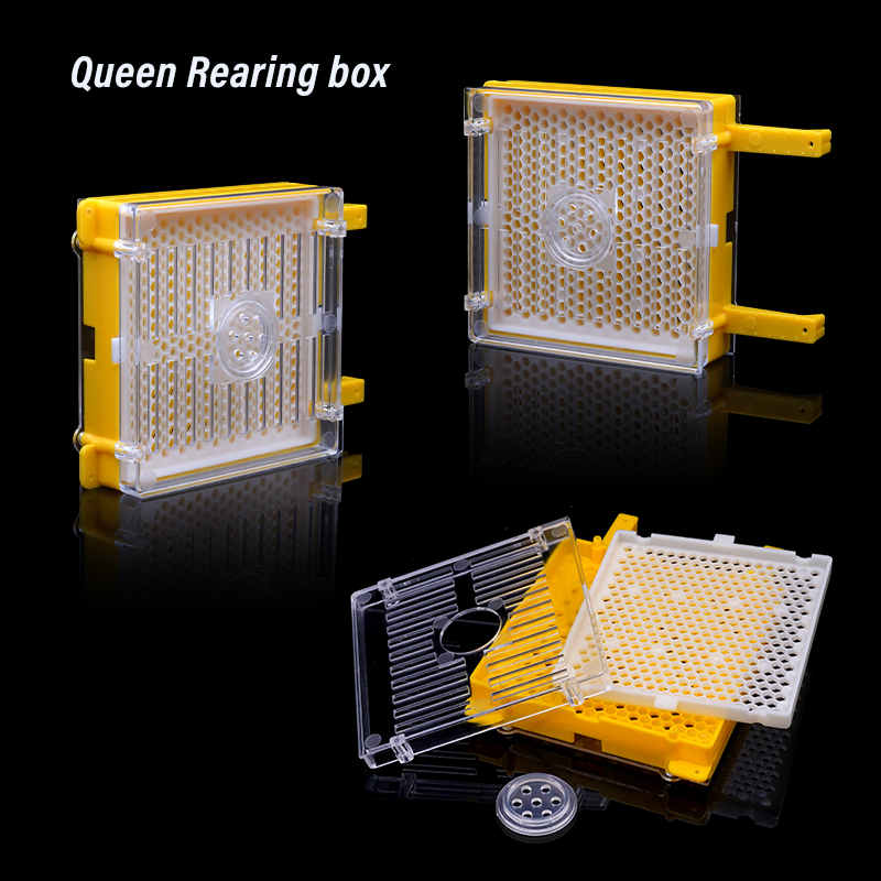 Germany Jenter Queen Rearing K - Begonia Rex avis et prix