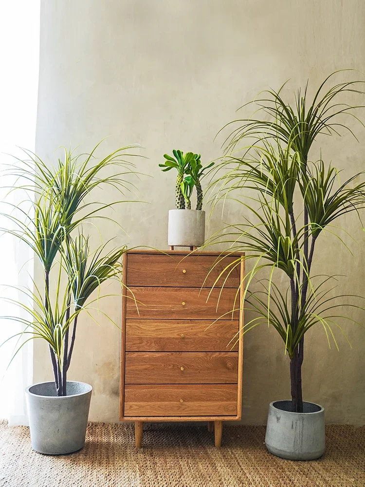 Simulation Plant Dracaena Marg - Dracaena Marginata avis et prix