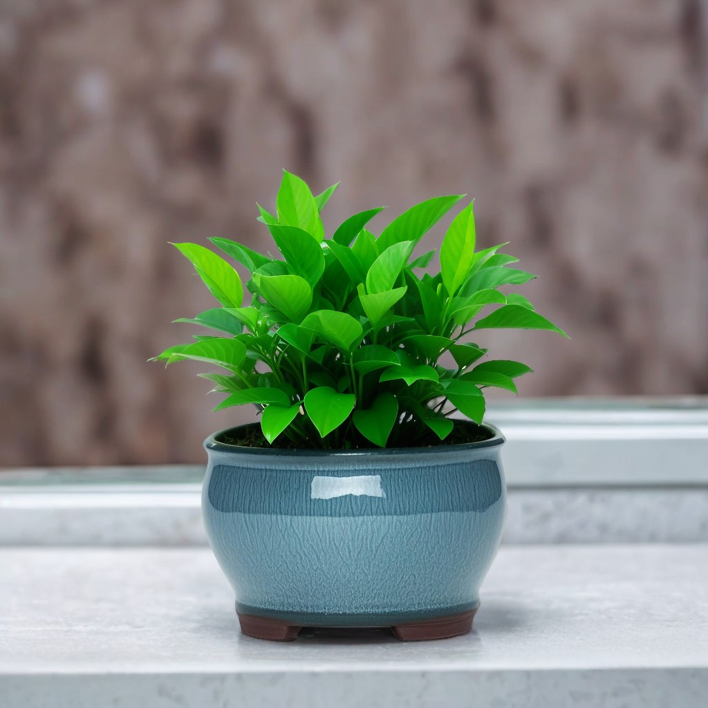 Ceramic Garden Planter Pots Ce - Aloe Vera Pot avis et prix