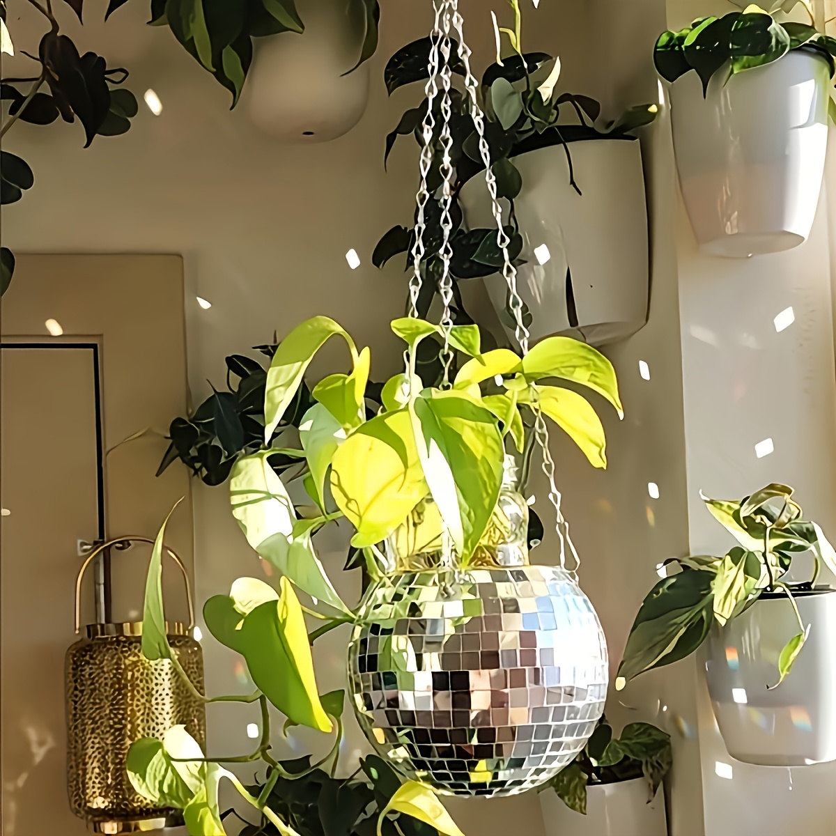 Disco Mirror Ball Hanging Flow - Echeveria Succulent avis et prix