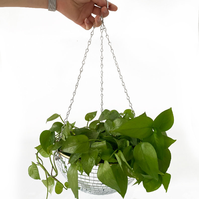 Disco Mirror Ball Hanging Flow - Echeveria Succulent avis et prix