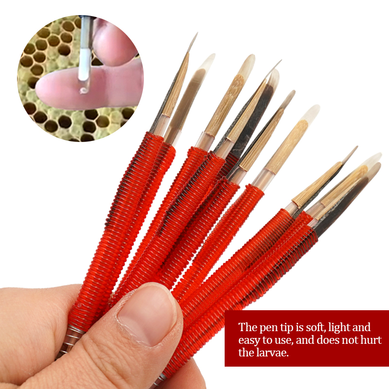 5/10Pcs Beekeeping Grafting To - Begonia Rex avis et prix