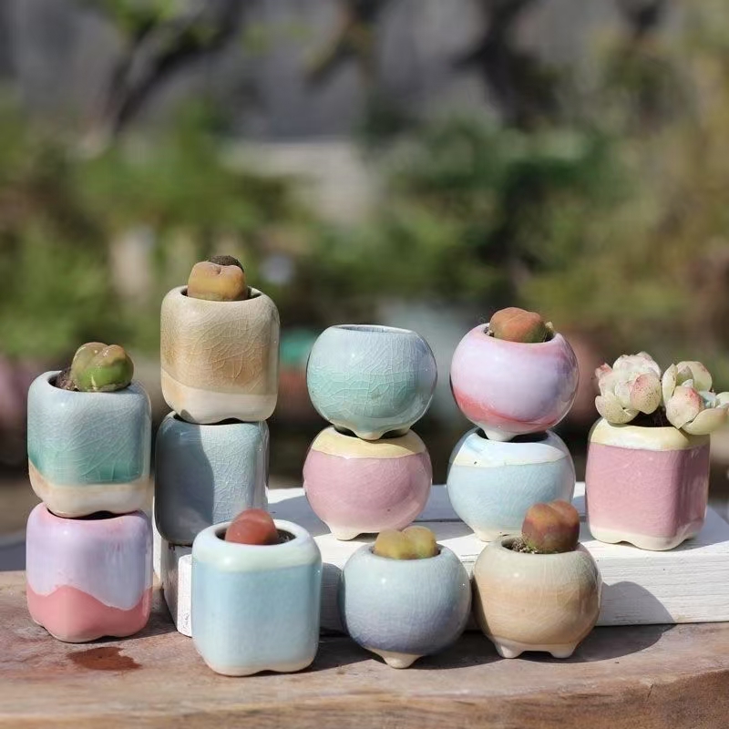 6Pcs Mini Flowerpot Succulents - Echeveria Succulent avis et prix