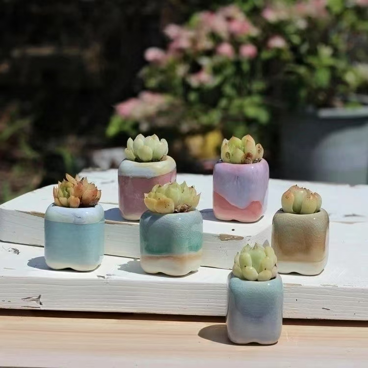 6Pcs Mini Flowerpot Succulents - Echeveria Succulent avis et prix
