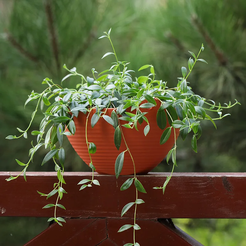 Plastic hanging basket flower  - Spider Plant Hanging avis et prix