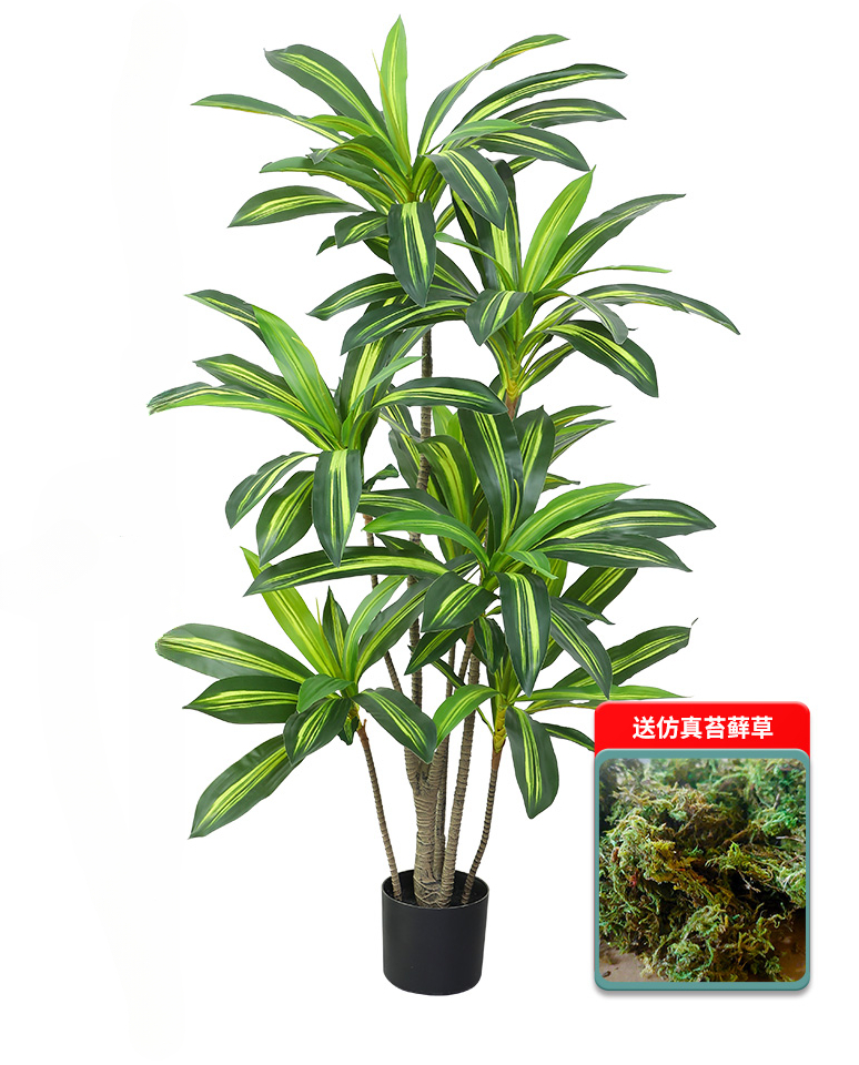 Nordic Wind Large Simulation P - Dracaena Marginata avis et prix
